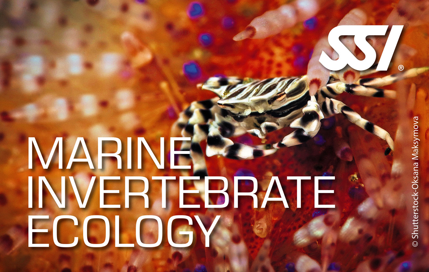 21 Aprile: inizio corso Marine Invertebrate Ecology